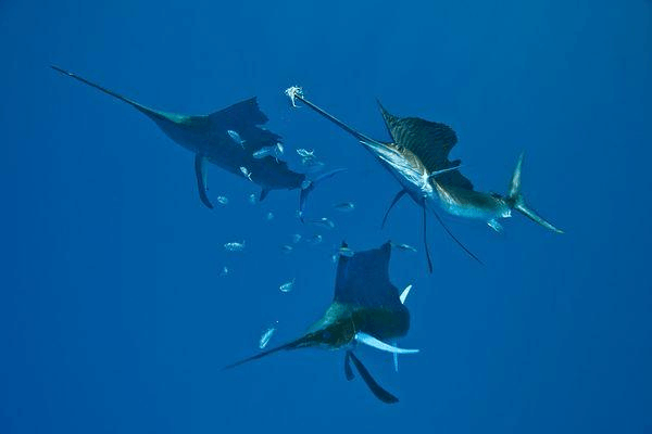 斑鲨_斑鲨是几级保护动物_斑鲨图片