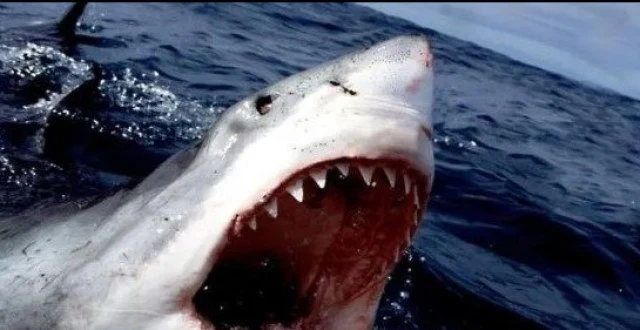 斑鲨图片_斑鲨是几级保护动物_斑鲨