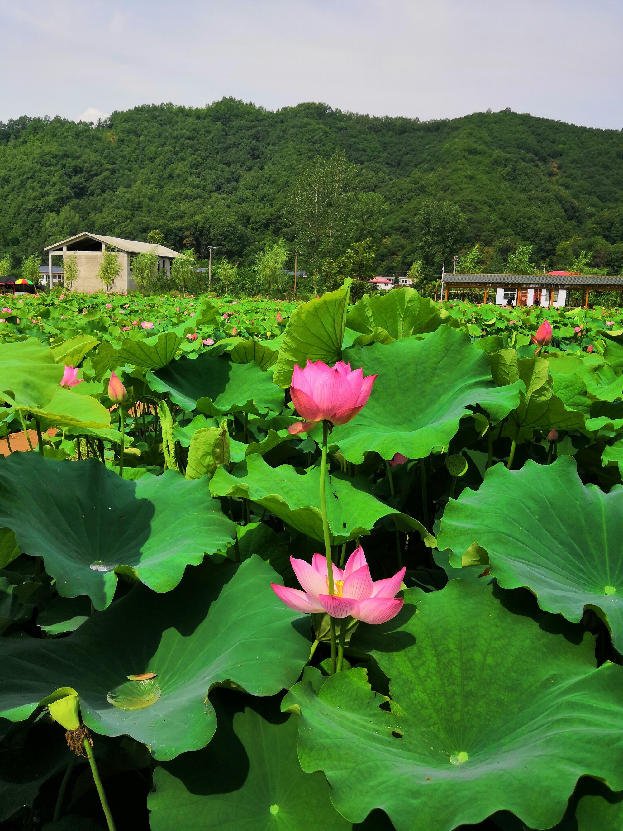 河城荷取_荷取河童_河城荷取