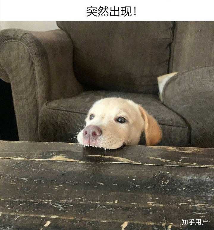 苏北狗申花周亮_苏北狗市是星期狗嘛_苏北狗