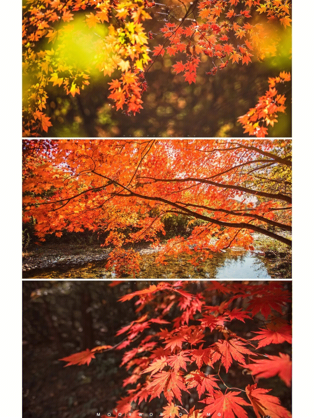 红叶秋海棠花图片_秋红叶_红叶秋色