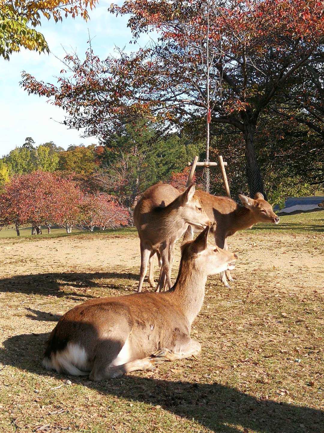 死亡岛激流_死亡岛生化危机_死亡岛