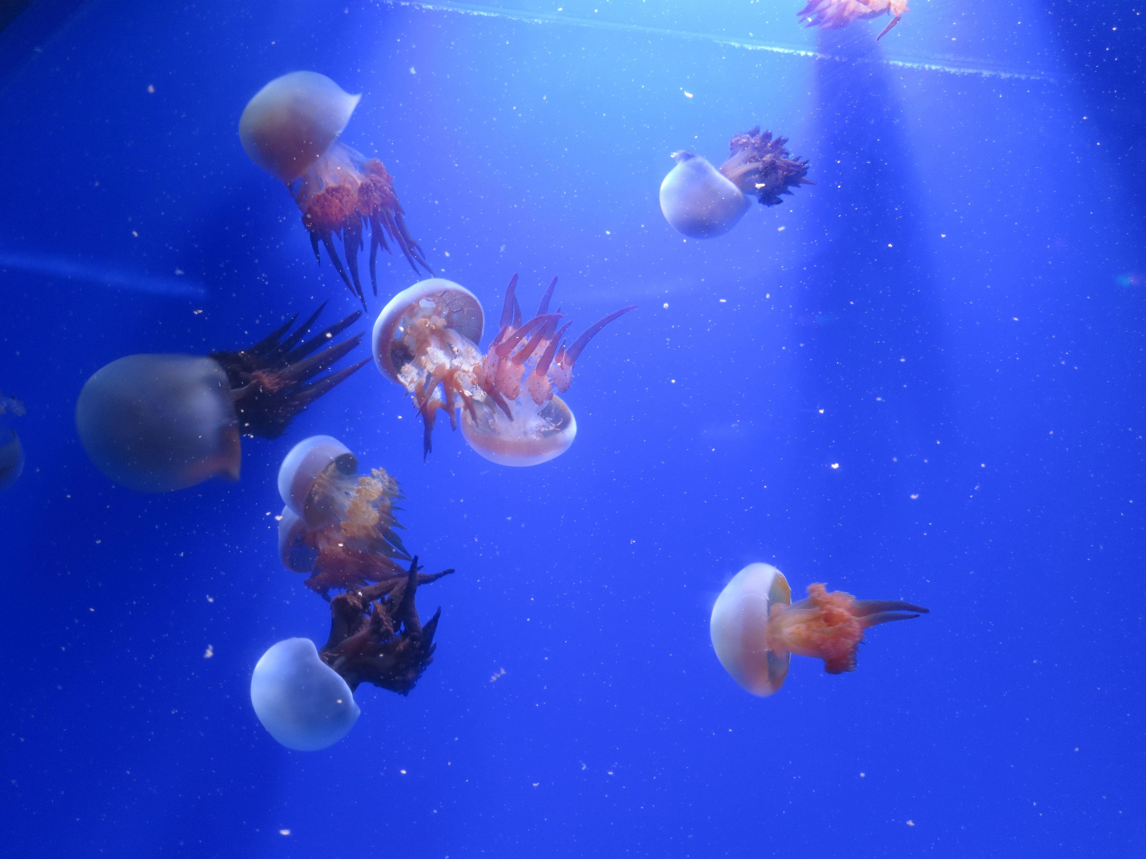 海济生物app下载_生物海济客服在哪里找_海济生物app怎么下载不了