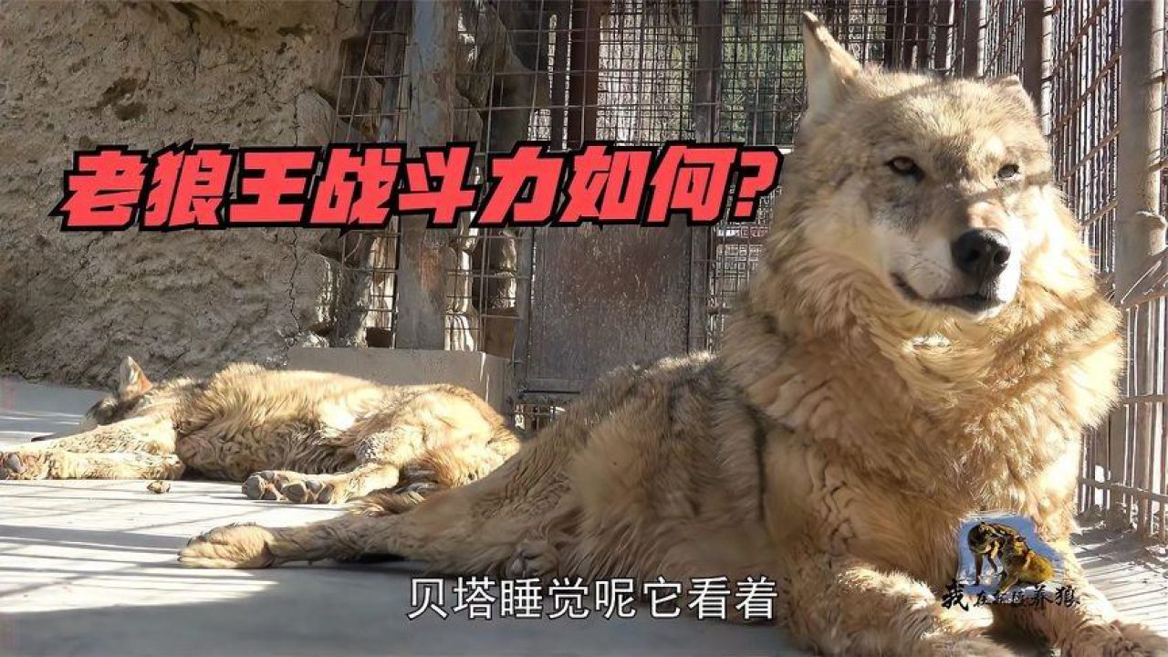 狼王怎么打_狼王打了不领奖励_狼王打得过老虎吗