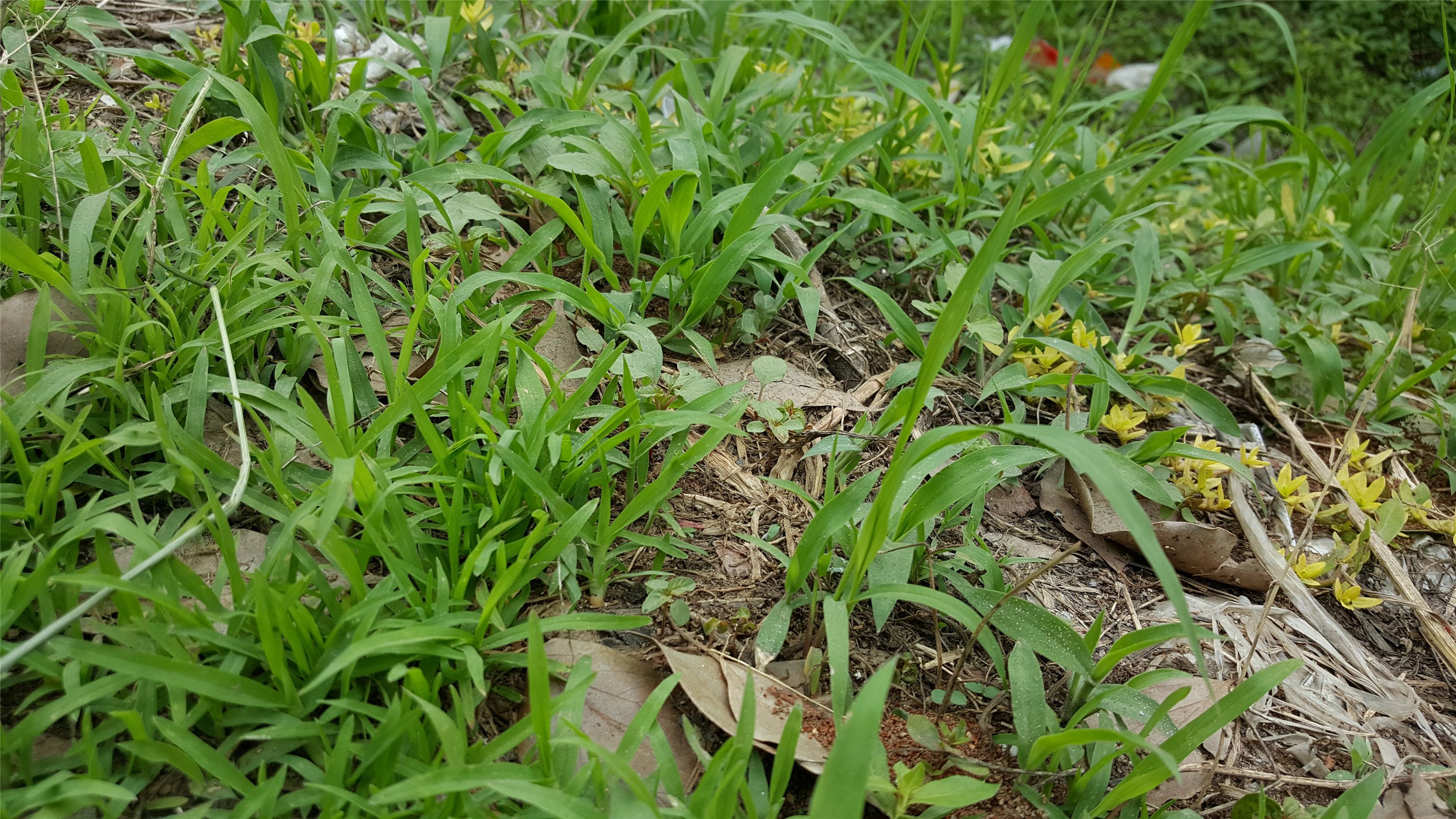 锄大地规则_锄大地_锄大地游戏