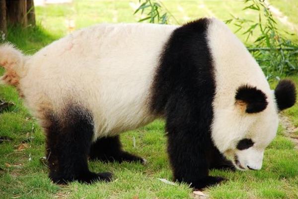 小熊猫属于哪个科_小熊猫属于哪个科_小熊猫属于哪个科