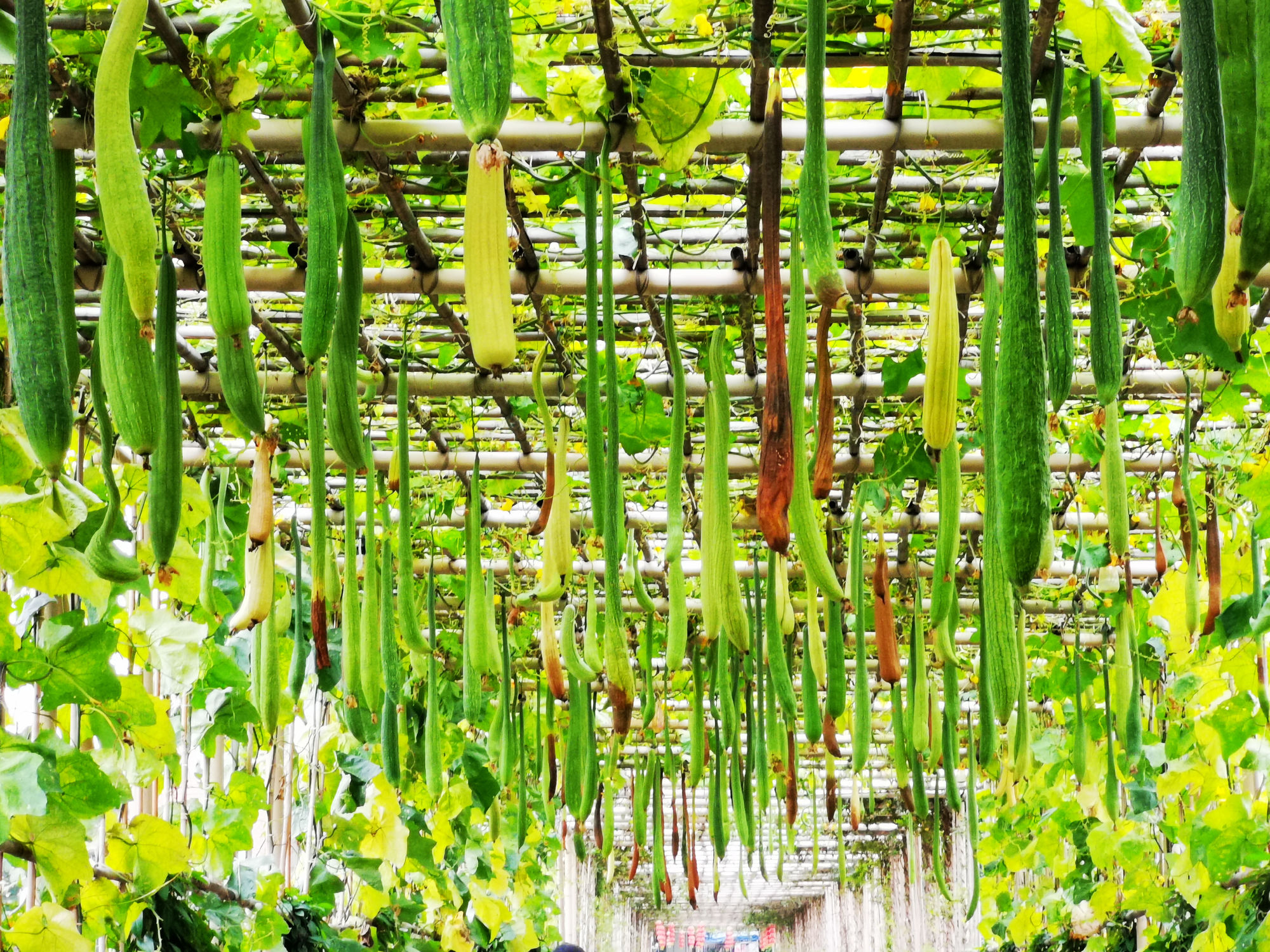 向日葵app看片版免费_丝瓜app下载_啦啦啦资源视频在线观看8