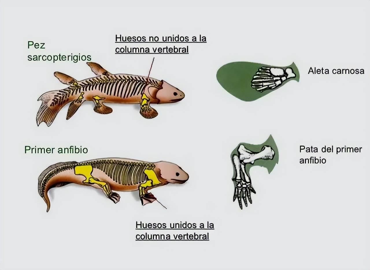 丑丑鱼怎么进化_进化成鱼_进化的鱼