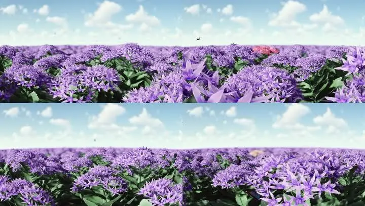 蝴蝶直播间_蝴蝶直播间_蝴蝶直播间