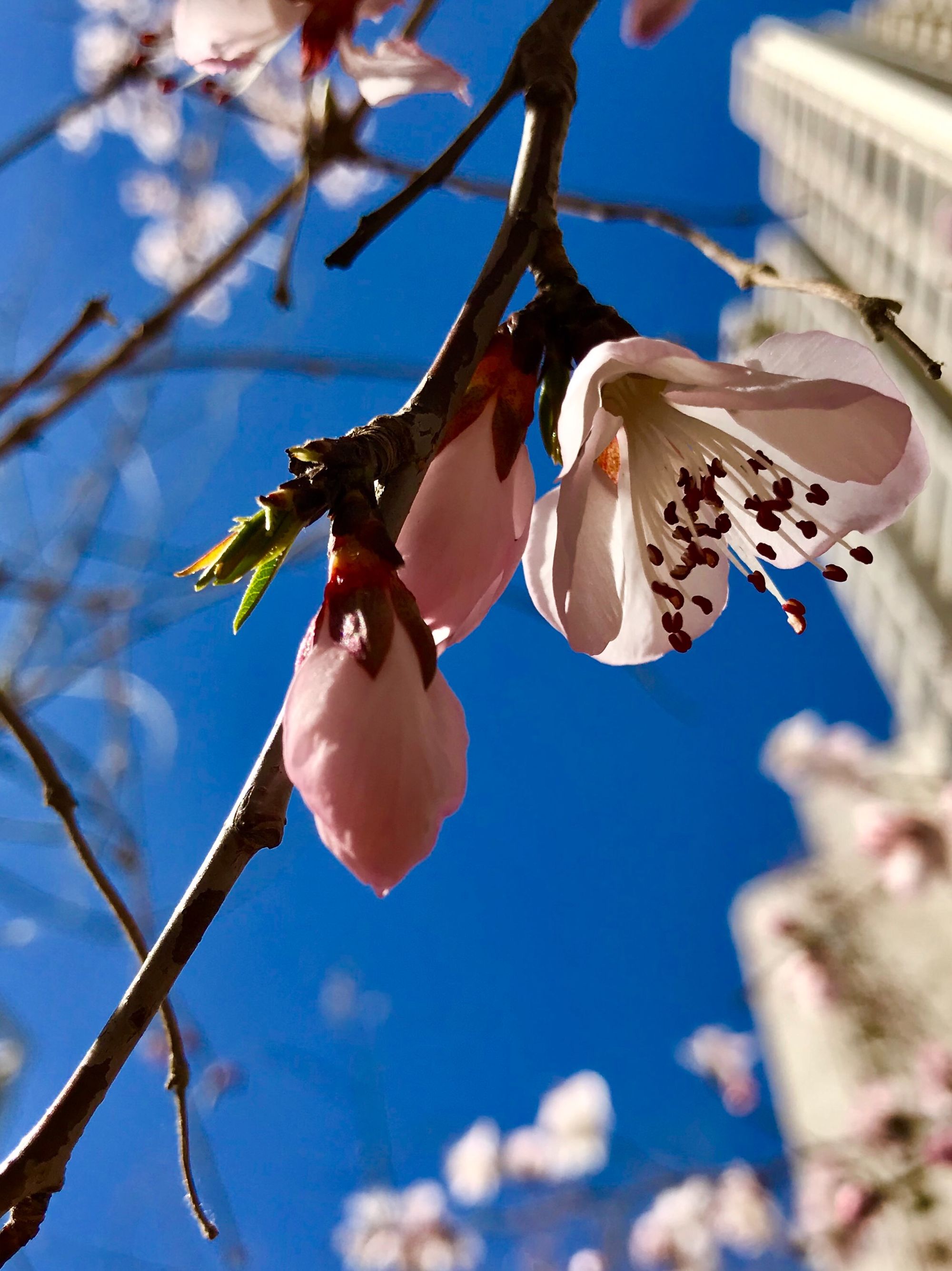 冰莲花番外篇_冰莲_冰莲是什么东西
