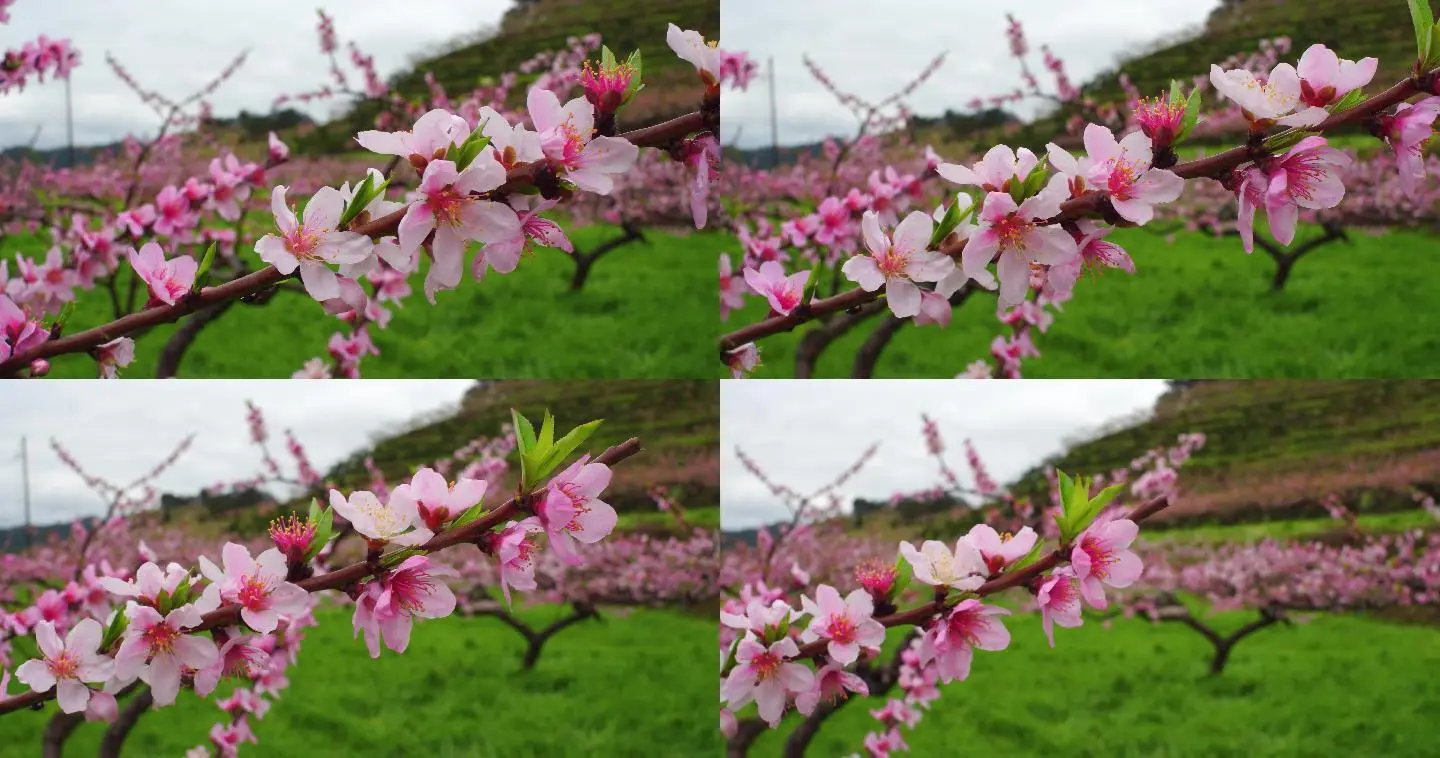 桃花视频apo_桃花视频app_视频桃花笑你没听懂吗