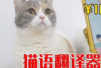 猫叫声翻译器真的有用吗_猫叫声翻译器_有没有翻译猫叫声的软件