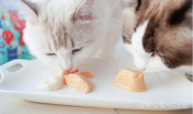养猫小游戏手机_一个养猫的手机游戏_手机养猫咪的游戏