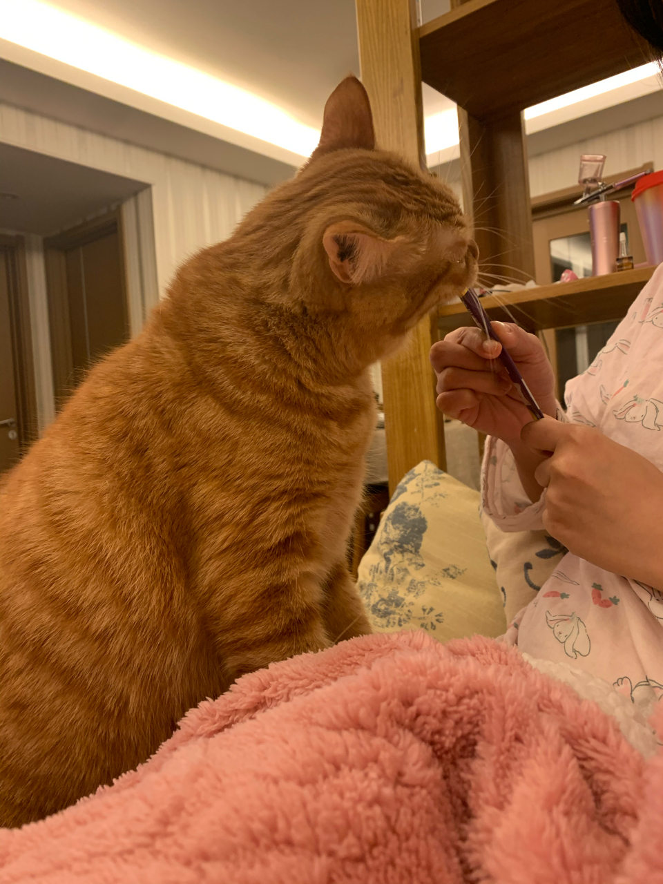 手机养猫咪的游戏_养猫小游戏手机_一个养猫的手机游戏