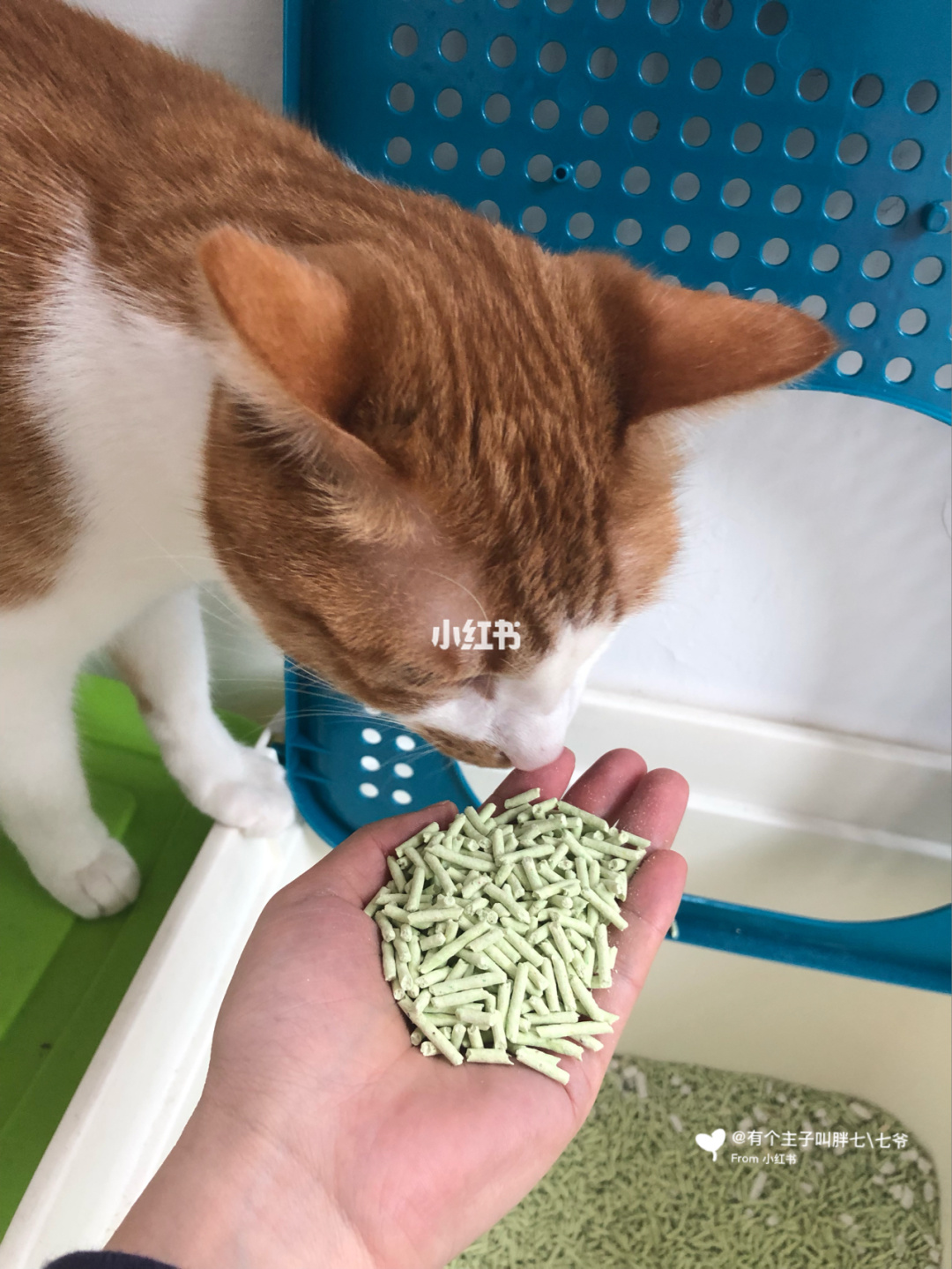 一个养猫的手机游戏_养猫小游戏手机_手机养猫咪的游戏