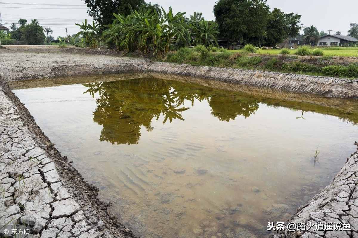休闲养鱼手机游戏_休闲养鱼手机游戏有哪些_休闲养鱼手机游戏推荐