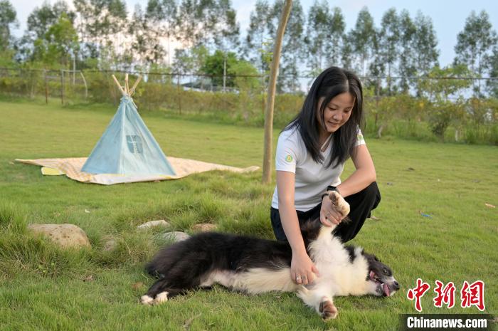 养宠物狗狗的手机游戏_养狗的手机游戏_养狗狗的游戏