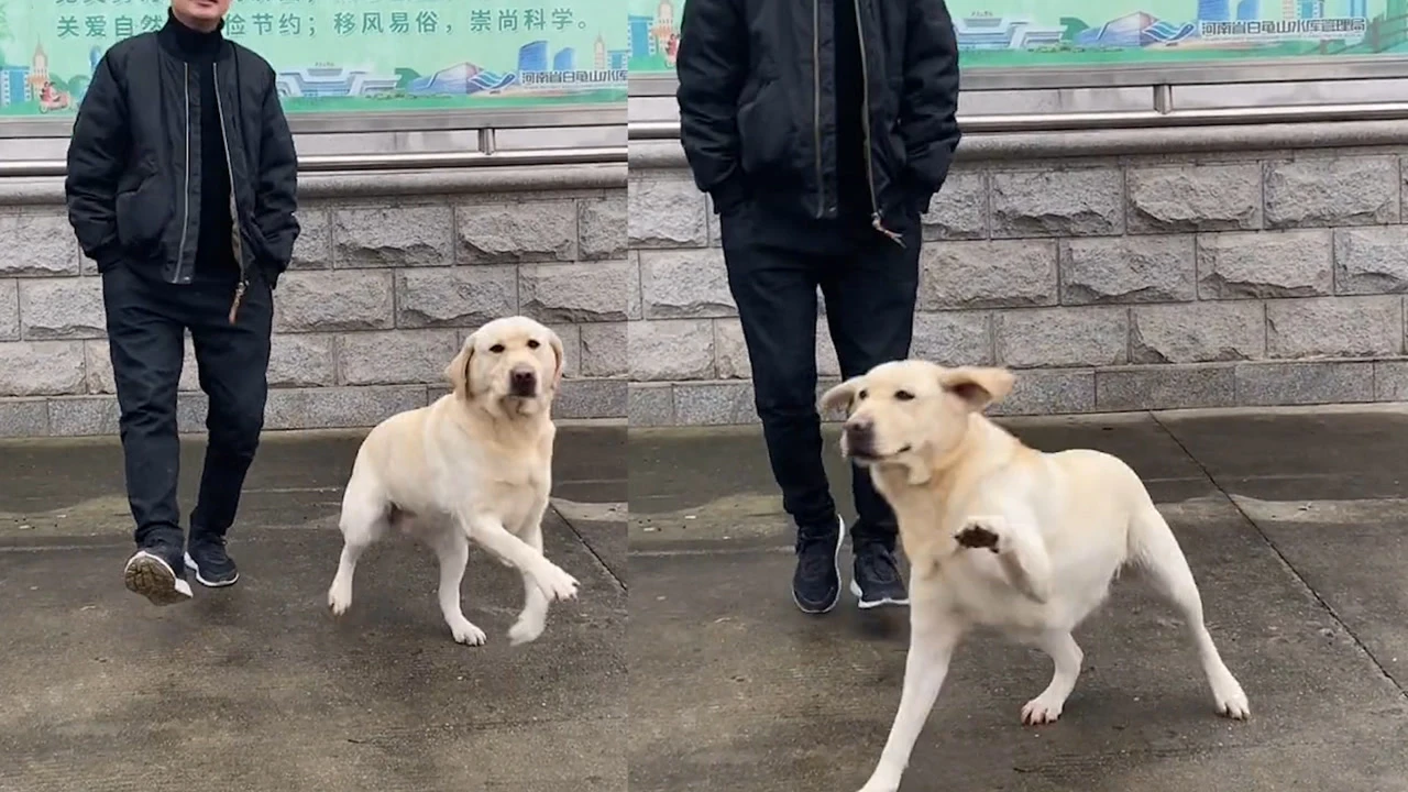 狗摇摆的视频_视频狗狗摇摆手机游戏叫什么_摇摆狗狗手机游戏视频