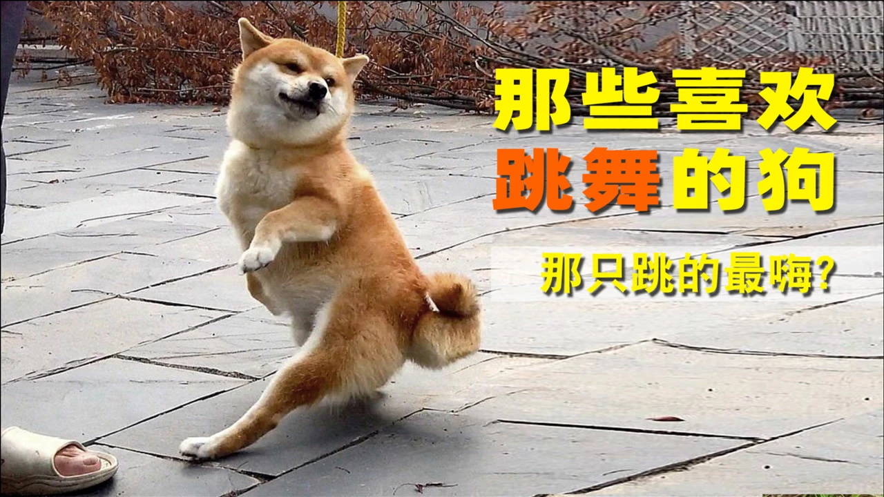 摇摆狗狗手机游戏视频_视频狗狗摇摆手机游戏叫什么_狗摇摆的视频