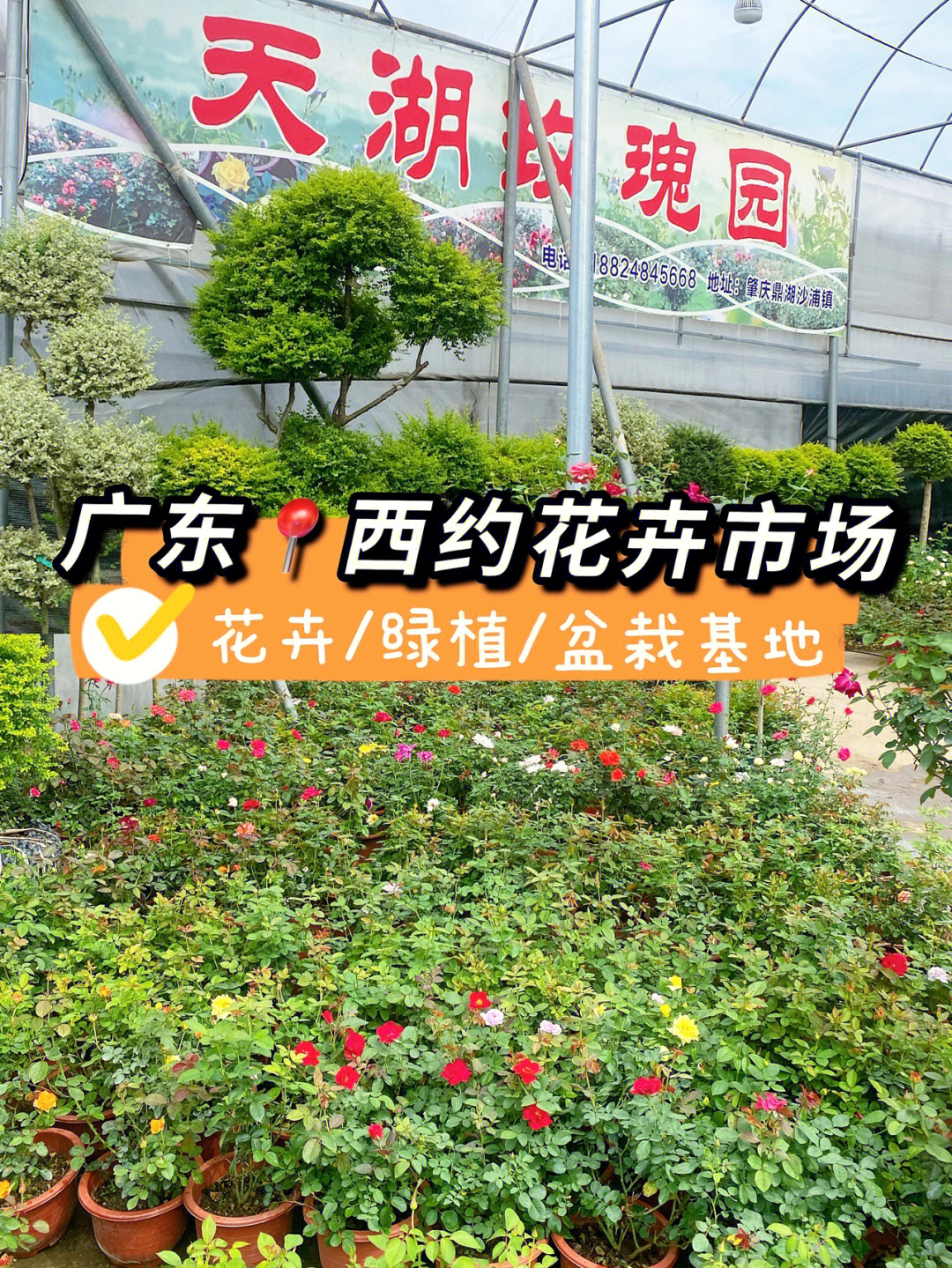 杜丽西单抗_杜丽庞伟_西杜丽