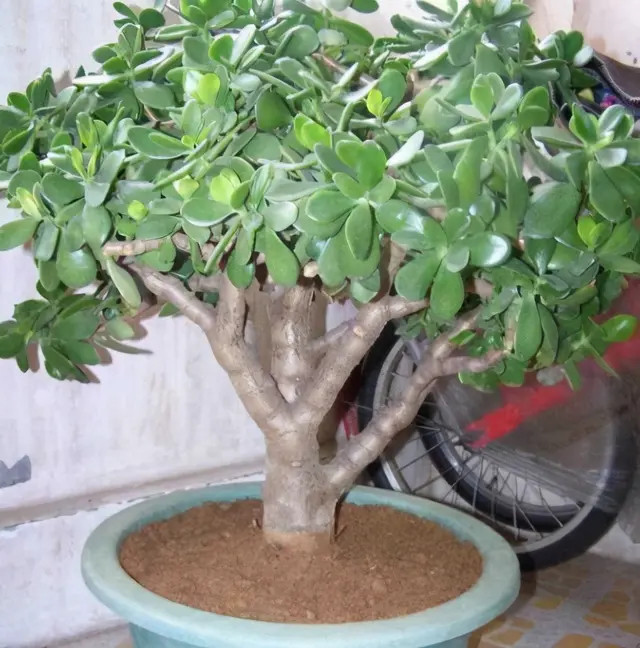 种花养花的手机游戏_养花游戏手机游戏_养花游戏app