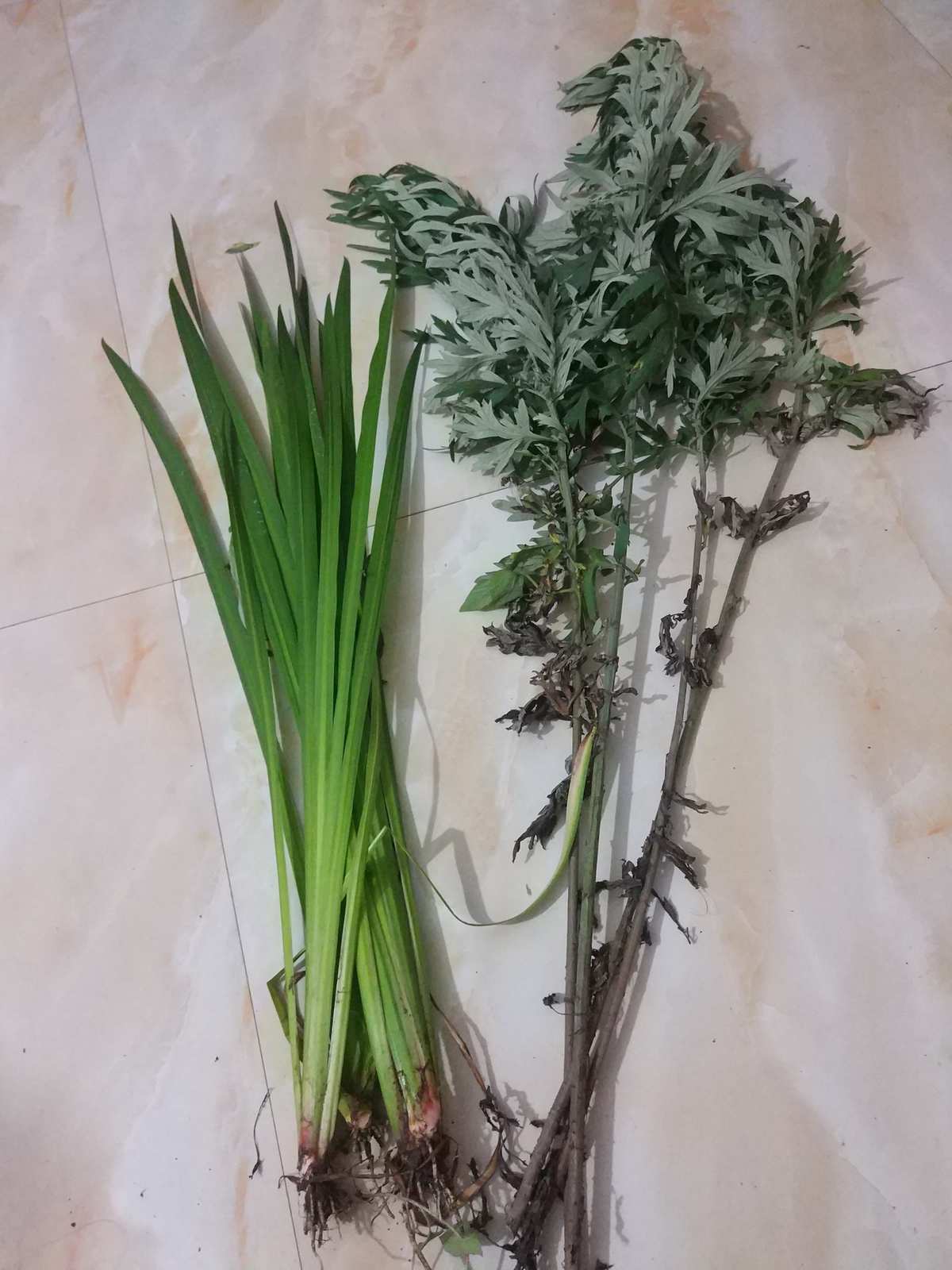 端午节挂菖蒲艾叶的意义_端午节挂艾草与菖蒲的寓意_端午节挂艾草菖蒲的意义