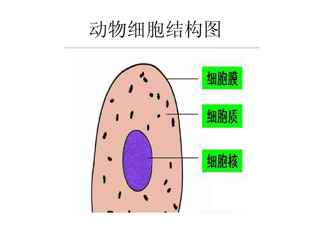 游戏yy下载手机版_细胞分类3游戏下载手机版_手机版捕鱼游戏平台下载