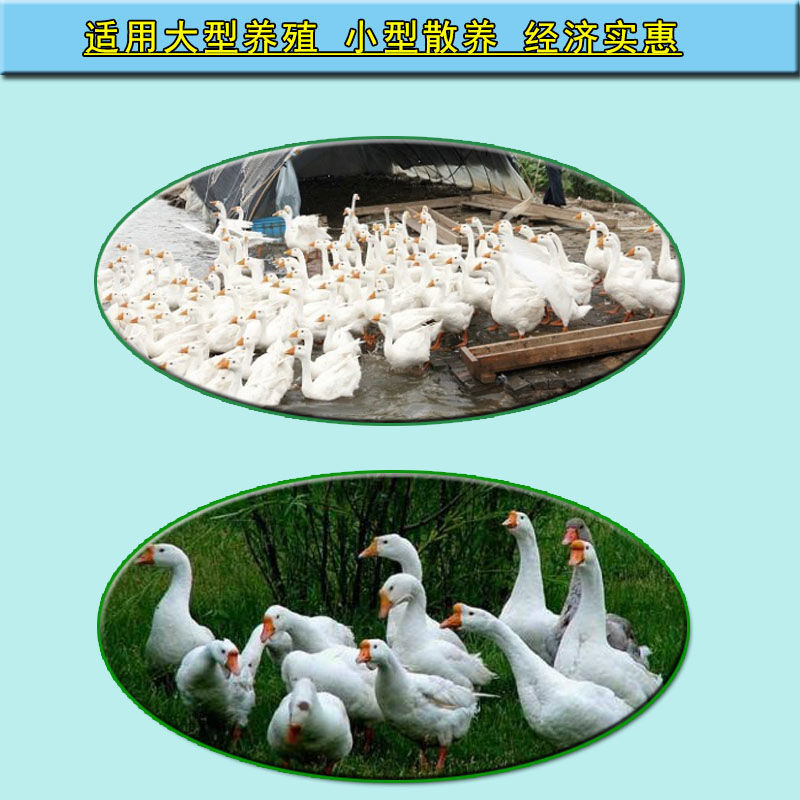 鹅游戏怎么玩_养鹅手机游戏_养鹅小助手