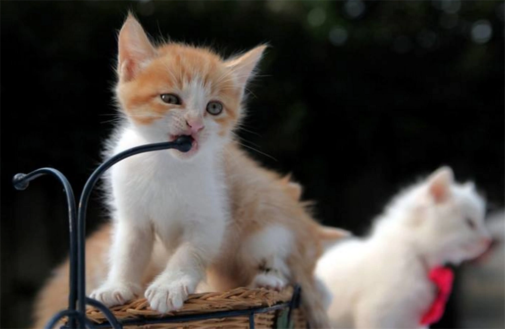 养小猫的手机游戏_养猫的手机游戏_小猫养成游戏