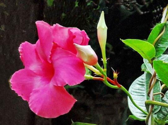 植物学家的女儿-铁树开花,叶子的神奇秘密,植物与健康:植物学家女儿的成长故事(图3) 植物家的小女孩_植物学家的女儿主题曲_植物学家的女儿