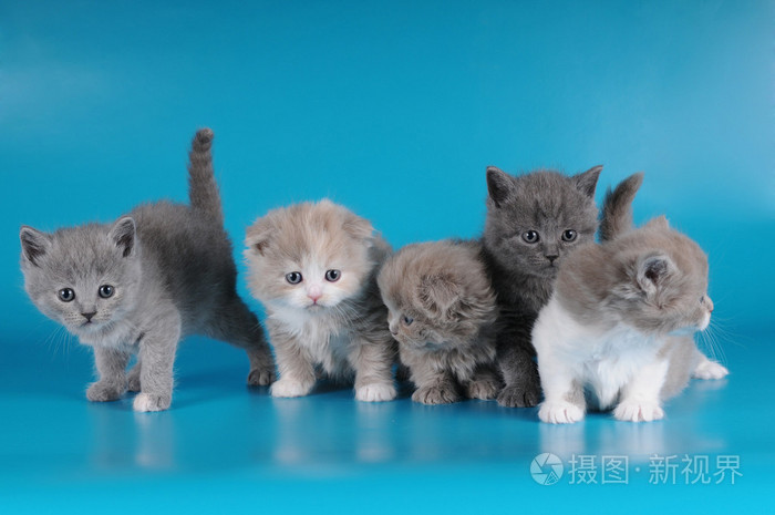 小猫玩的游戏app_小猫手机互动游戏_猫咪互动小游戏