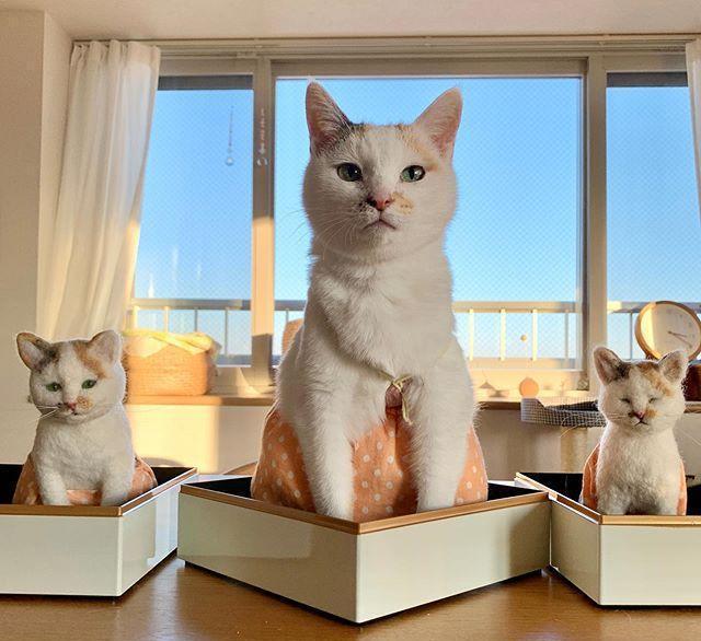 猫咪互动小游戏_小猫手机互动游戏_小猫玩的游戏app