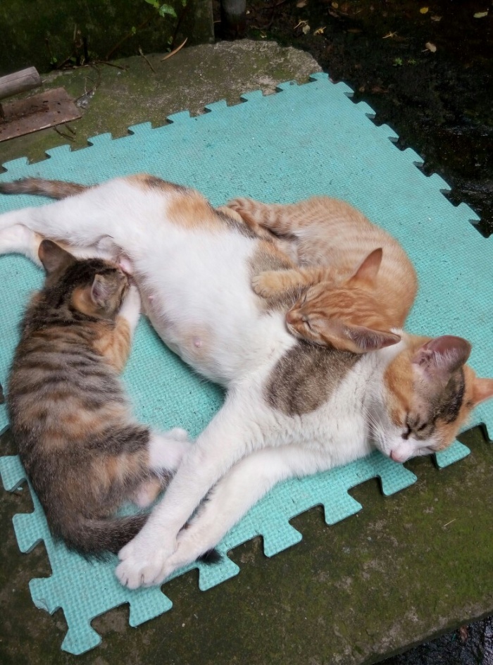 猫咪互动小游戏_小猫玩的游戏app_小猫手机互动游戏