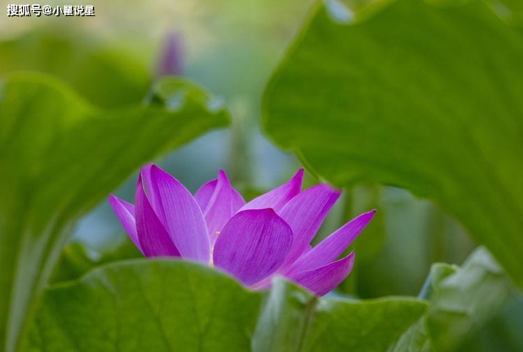 高岭爱花手机壁纸_高岭爱花全发型_高岭爱花