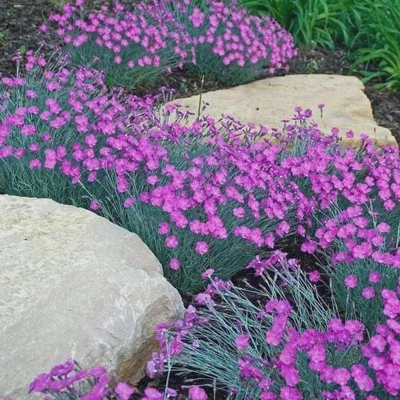 高岭爱花_高岭爱花全发型_高岭爱花手机壁纸