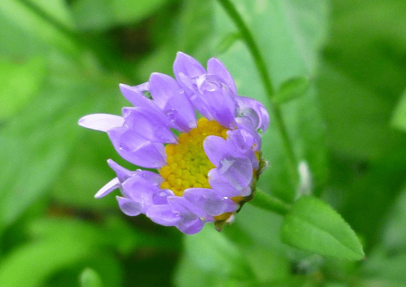 高岭爱花全发型_高岭爱花手机壁纸_高岭爱花