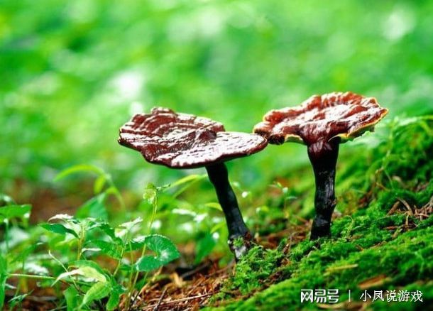 孩子玩手机游戏危害_小孩玩手机刷游戏的危害_耍手机对小孩的危害