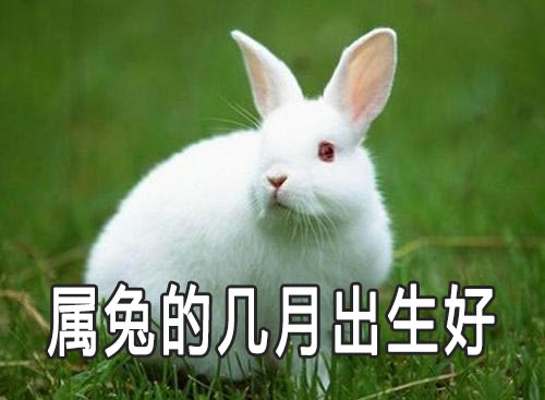 属兔的是哪年出生的_兔生肖出生年份_属兔是出生的年份