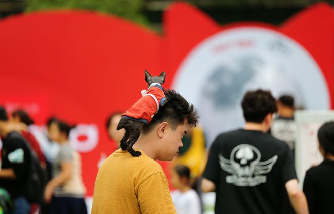 手机养成游戏排行榜top10_养成手机游戏可以啪啪_养成手机游戏