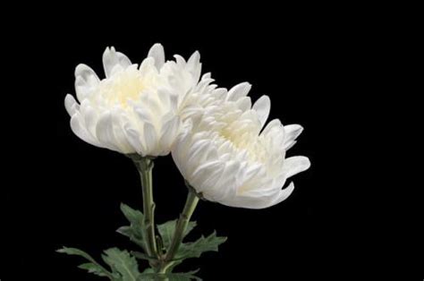小花仙2_小花仙第四季_小花仙第一季