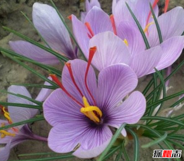 东亚怪物房什么梗_东亚怪物房的由来_东亚怪物房是什么