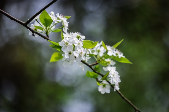 花朝节_花朝节_花朝节