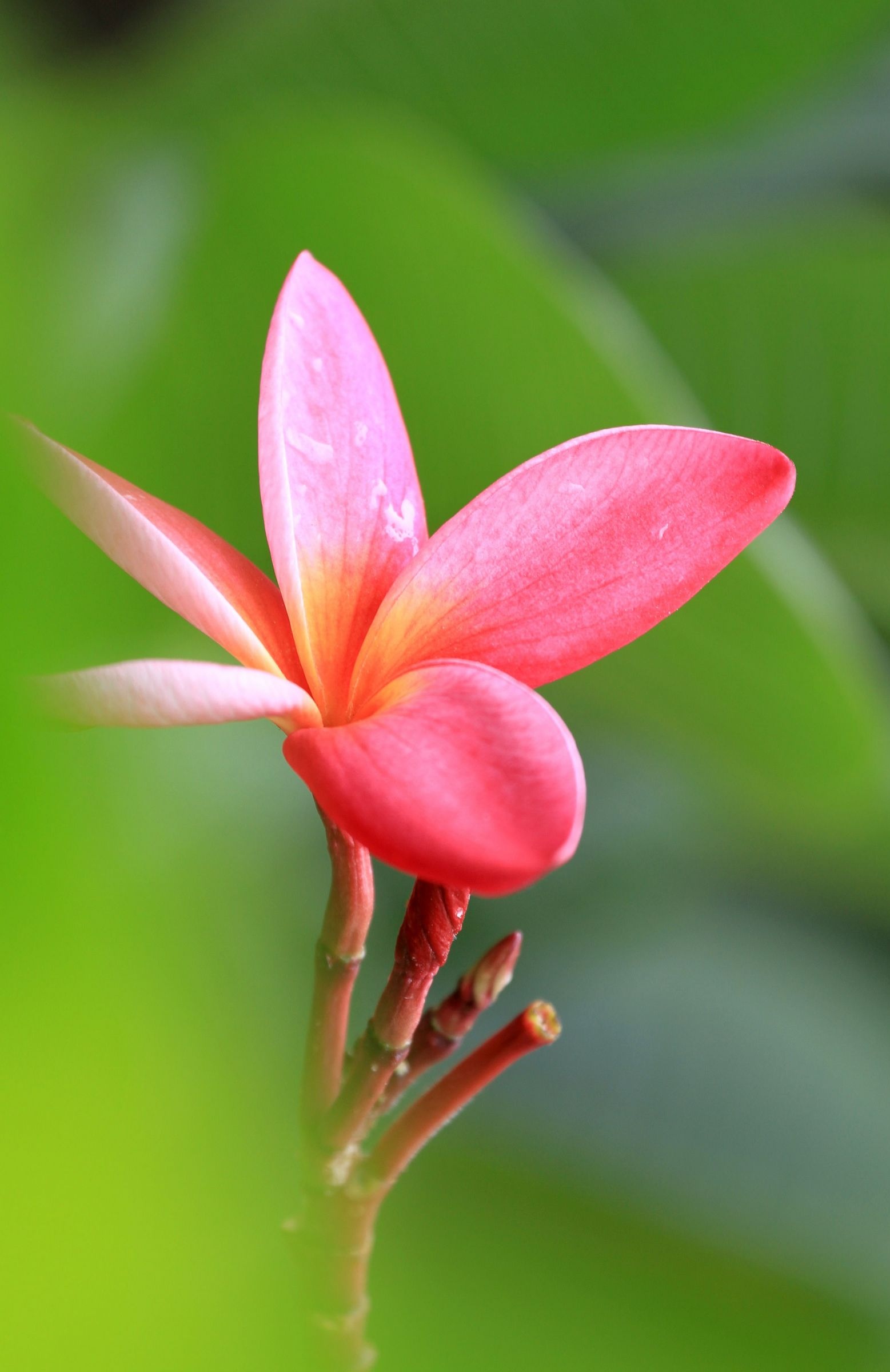 花朝节_花朝节_花朝节