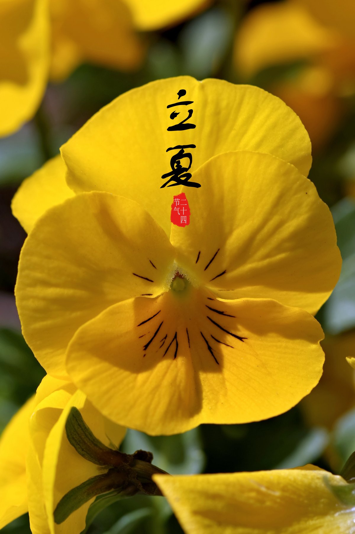 立夏英文_立夏英文_立夏英文