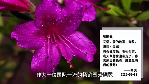 花语程行程锦衣黑化_花语程行二_花语程行4