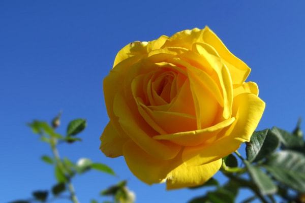 玫瑰代表的寓意是什么意思_玫瑰代表的花语和寓意_36朵玫瑰代表什么