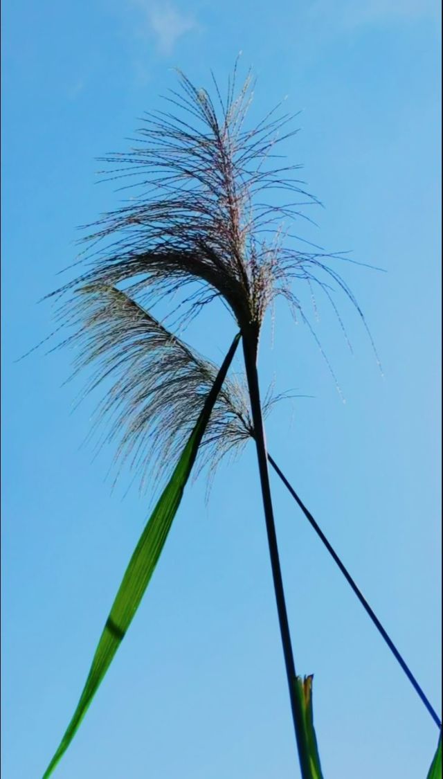 青色的芦苇_芦苇青青_青色芦苇