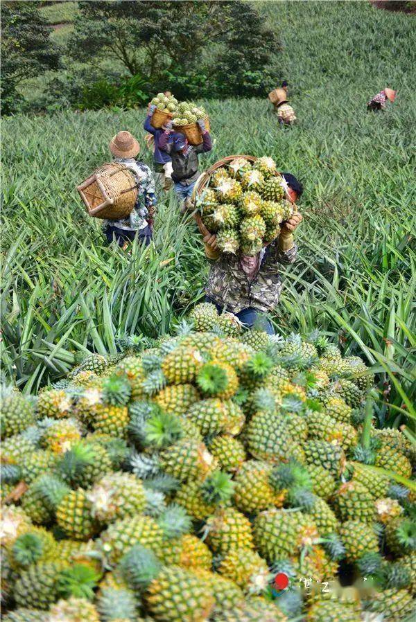 菠萝组装视频_组装菠萝手机游戏_组装菠萝手机游戏怎么玩