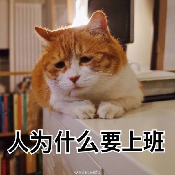 小猫游戏抽手机_小猫抽手机游戏视频_小猫抽手机游戏叫什么