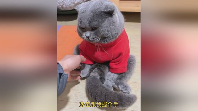 国际猫咪日_猫咪国际领养惯例_猫咪国际日